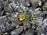 Saxifraga flagellaris. Розетка листьев и столоны. Бурятия, Окинский р-н, падь Хи-Гол (выс. около 2000 м н.у.м.), кромка кратера вулкана Кропоткина. 11.07.2015.