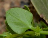 Patellifolia procumbens