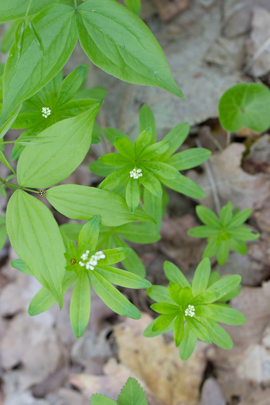 Image of Galium odoratum specimen.