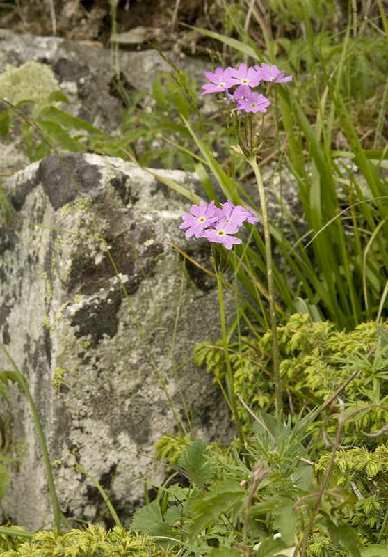 Image of genus Primula specimen.