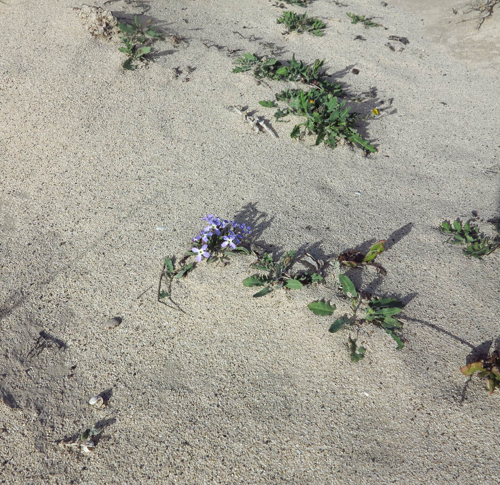 Image of Matthiola fruticulosa var. bolleana specimen.