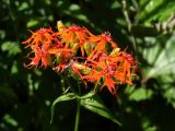 Lychnis wilfordii. Соцветие. Приморье, окр. г. Находка, на лесной поляне. 08.08.2016.