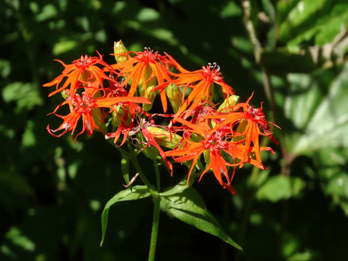 Изображение особи Lychnis wilfordii.