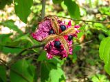 Paeonia daurica