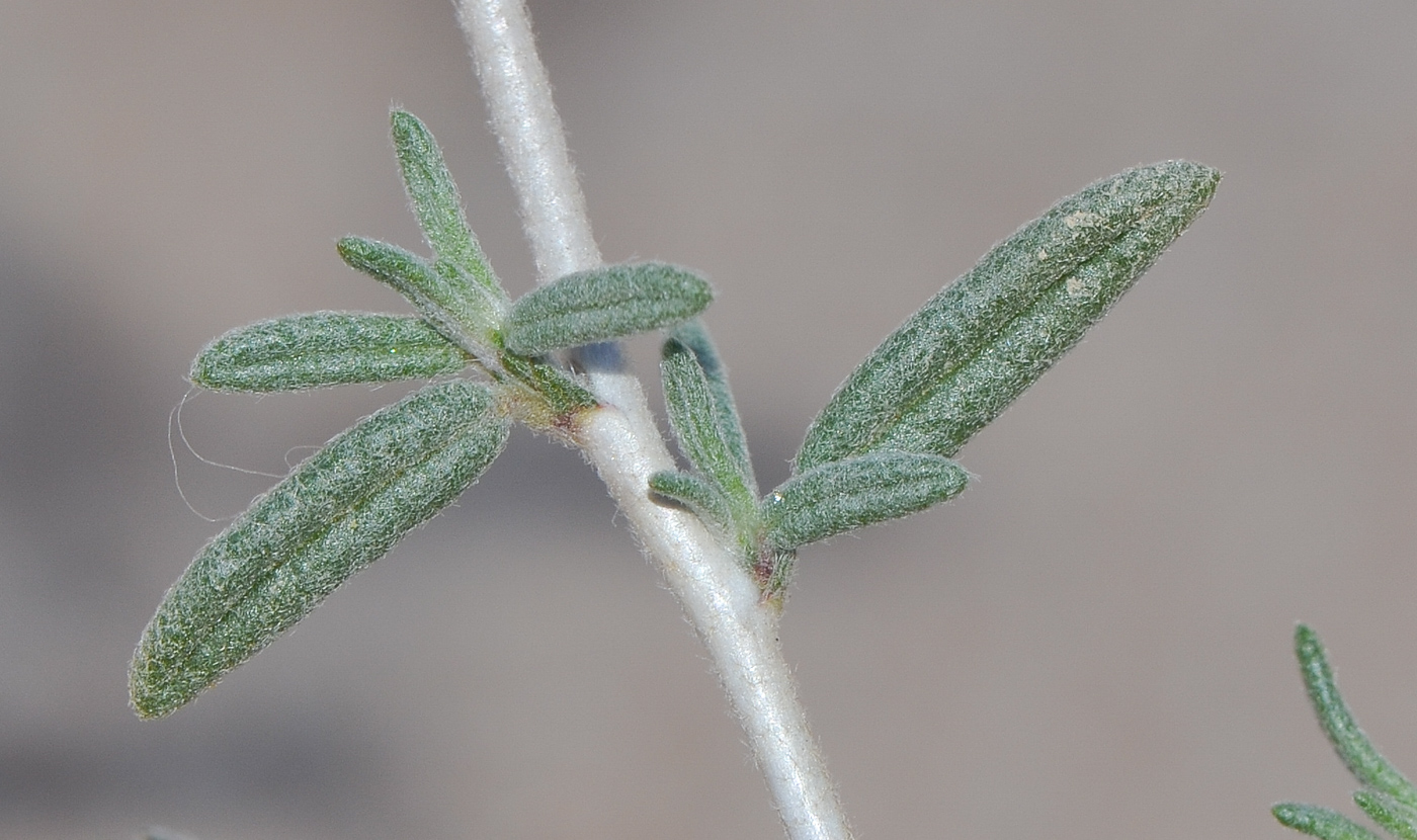 Image of Helianthemum lippii specimen.