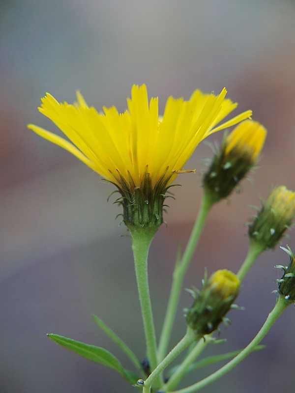 Image of Hieracium umbellatum specimen.