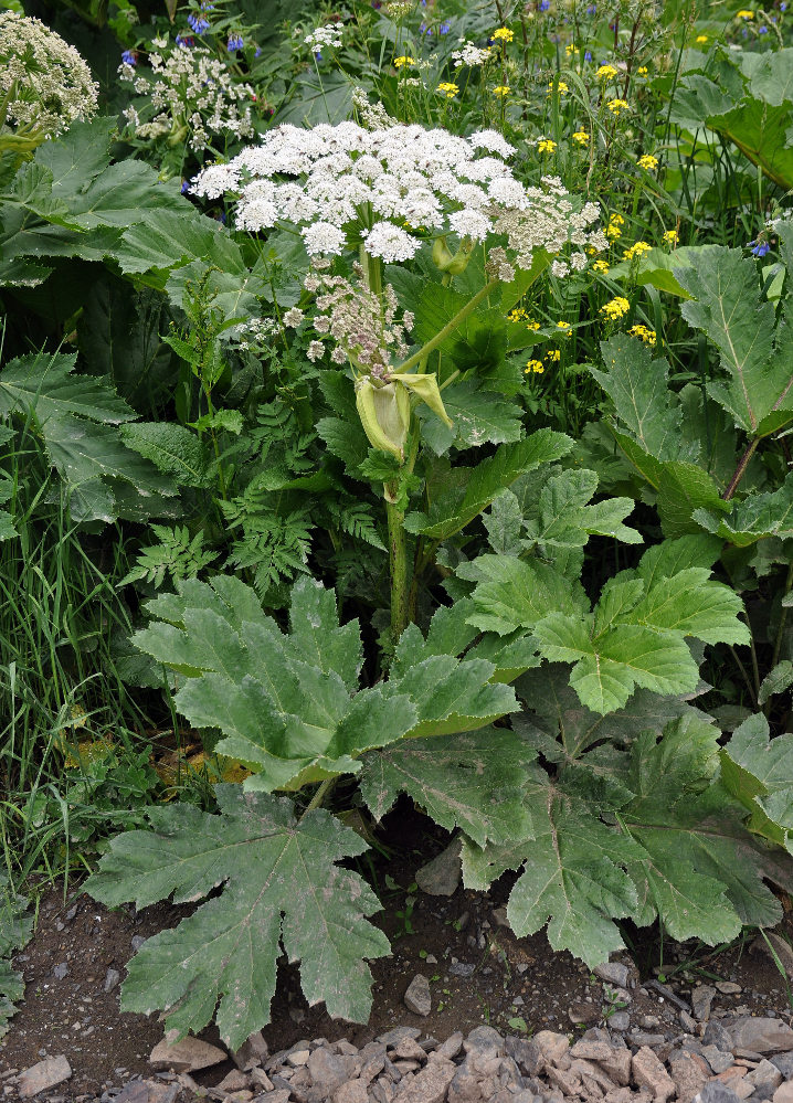 Image of Heracleum sosnowskyi specimen.