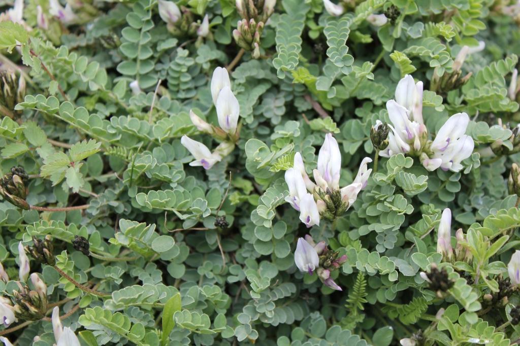 Image of genus Astragalus specimen.