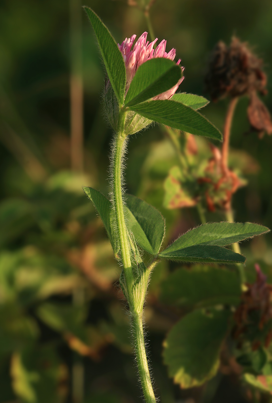 Image of Trifolium pratense specimen.