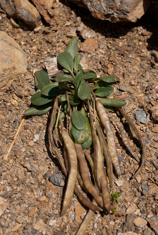 Image of Leiospora exscapa specimen.