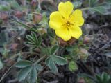 Potentilla incana