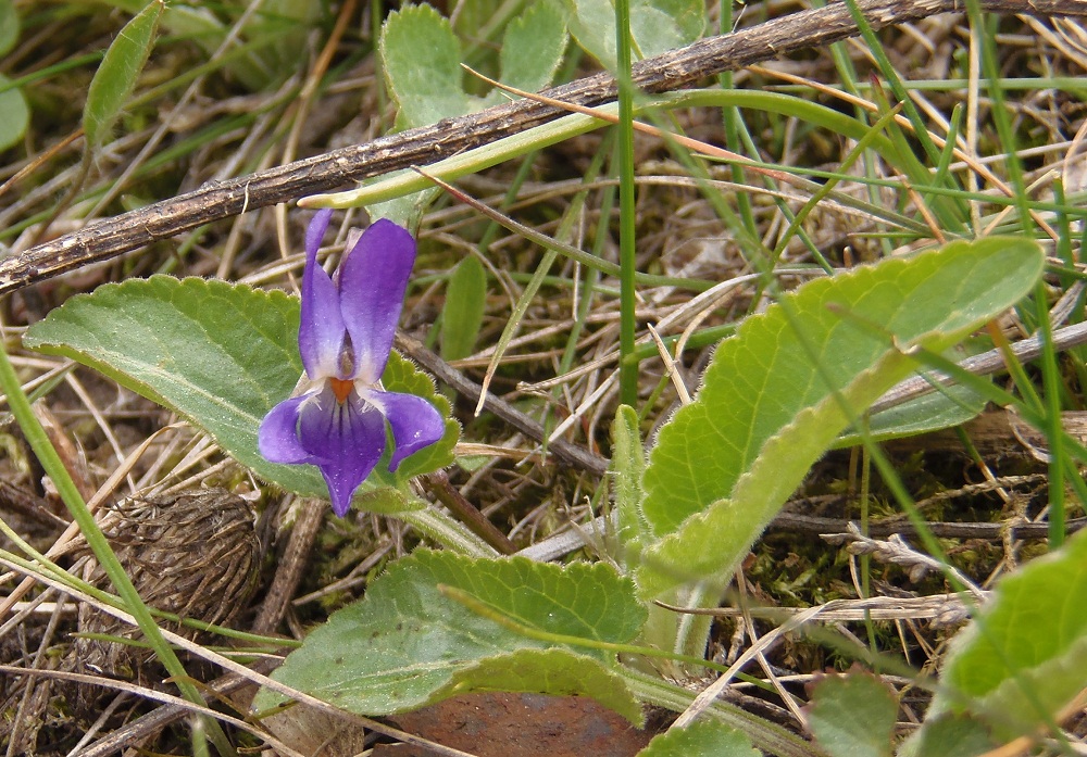 Image of Viola hirta specimen.