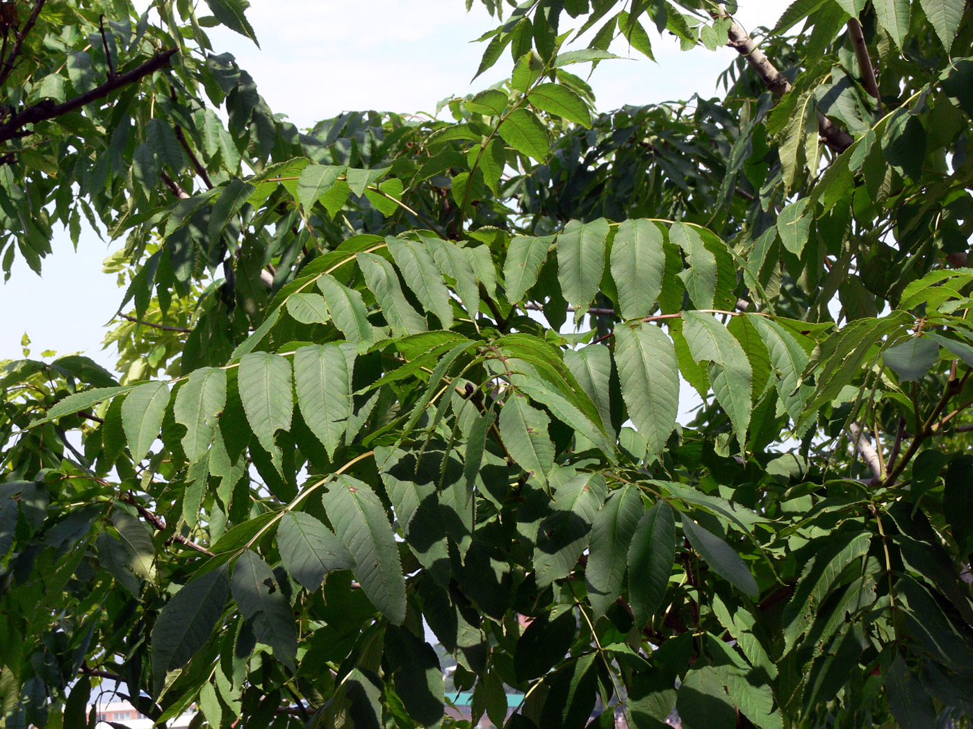 Изображение особи Fraxinus mandshurica.