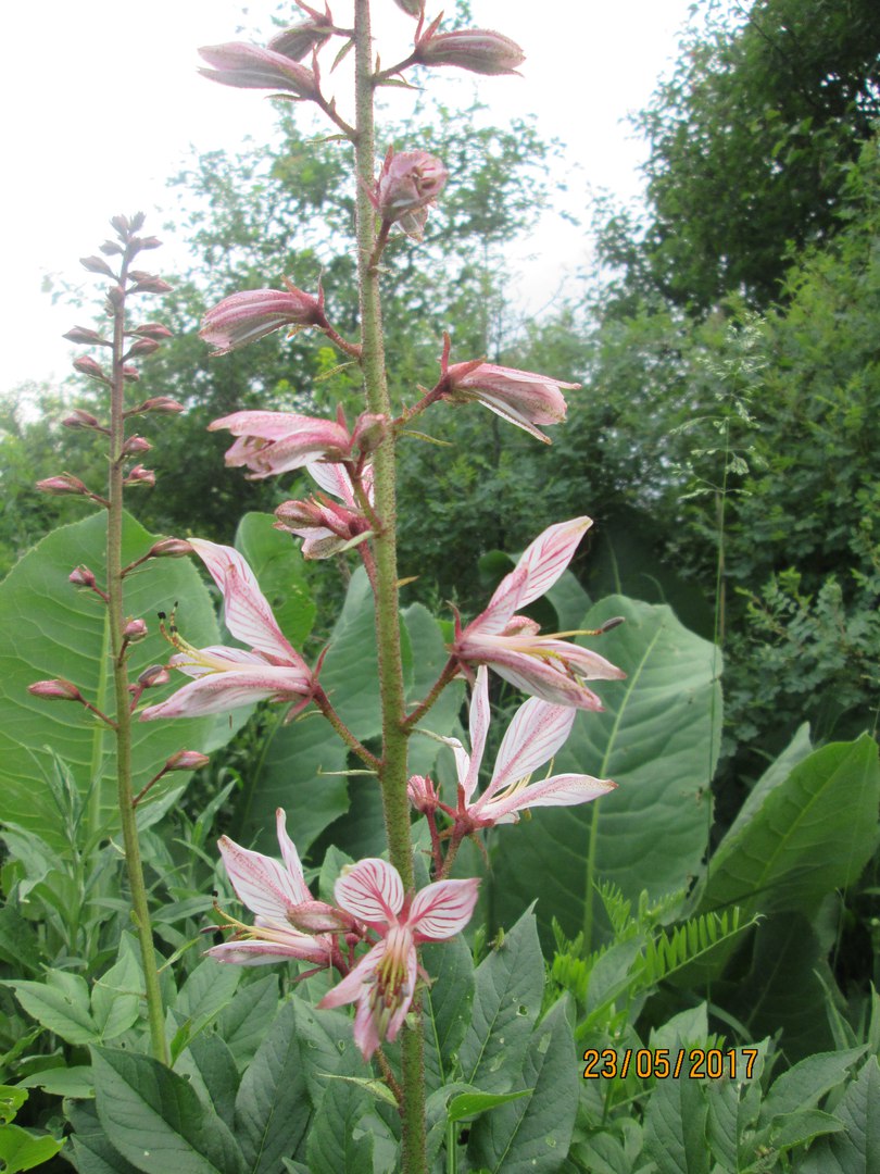 Изображение особи Dictamnus angustifolius.