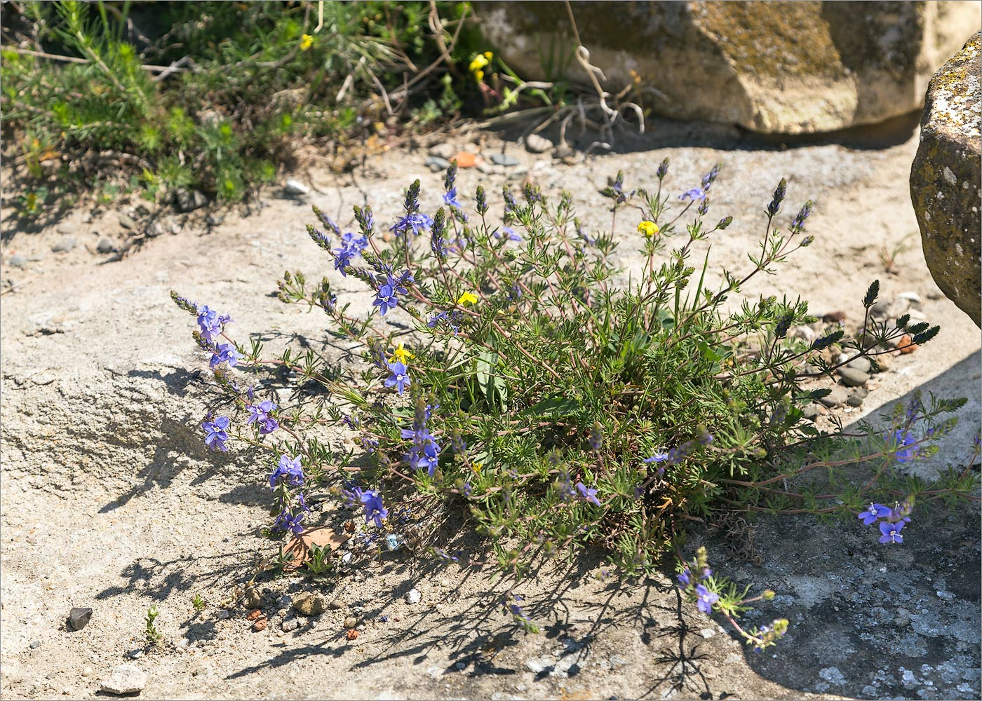 Image of Veronica multifida specimen.