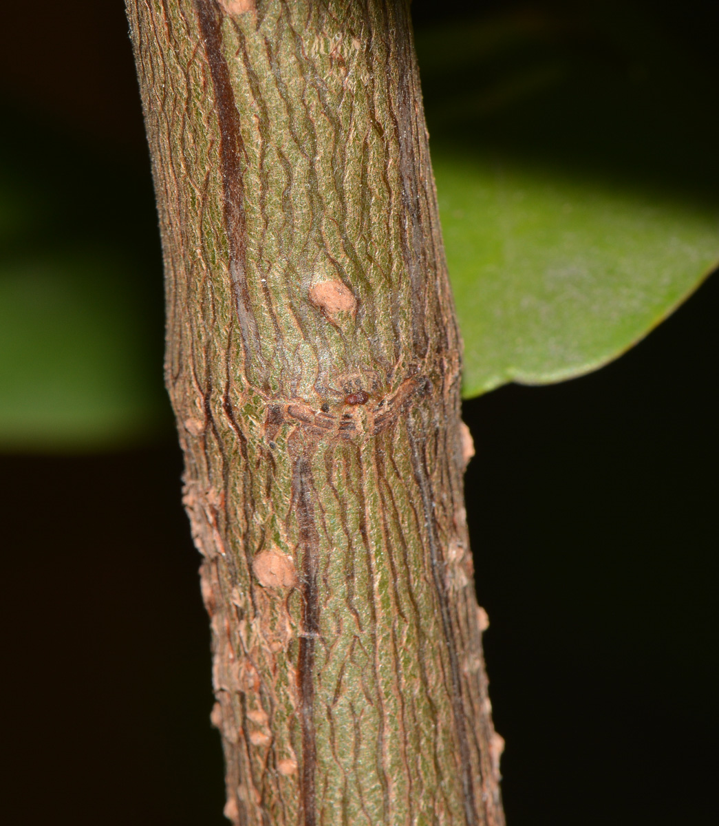 Image of Sonneratia ovata specimen.