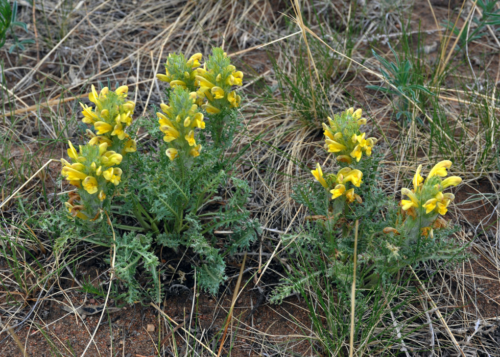 Изображение особи Pedicularis flava.