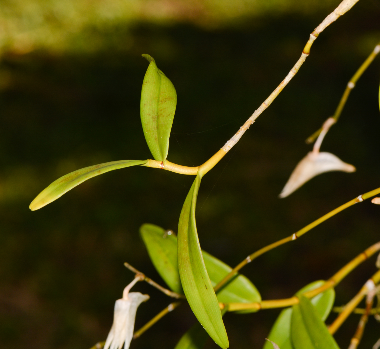 Image of Dendrobium crumenatum specimen.