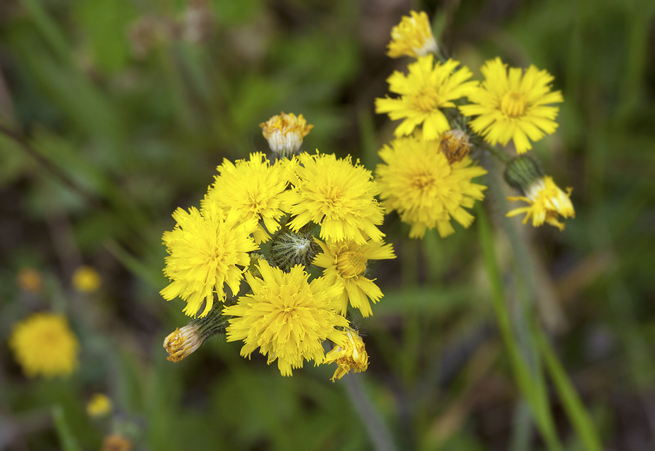 Image of Pilosella &times; floribunda specimen.