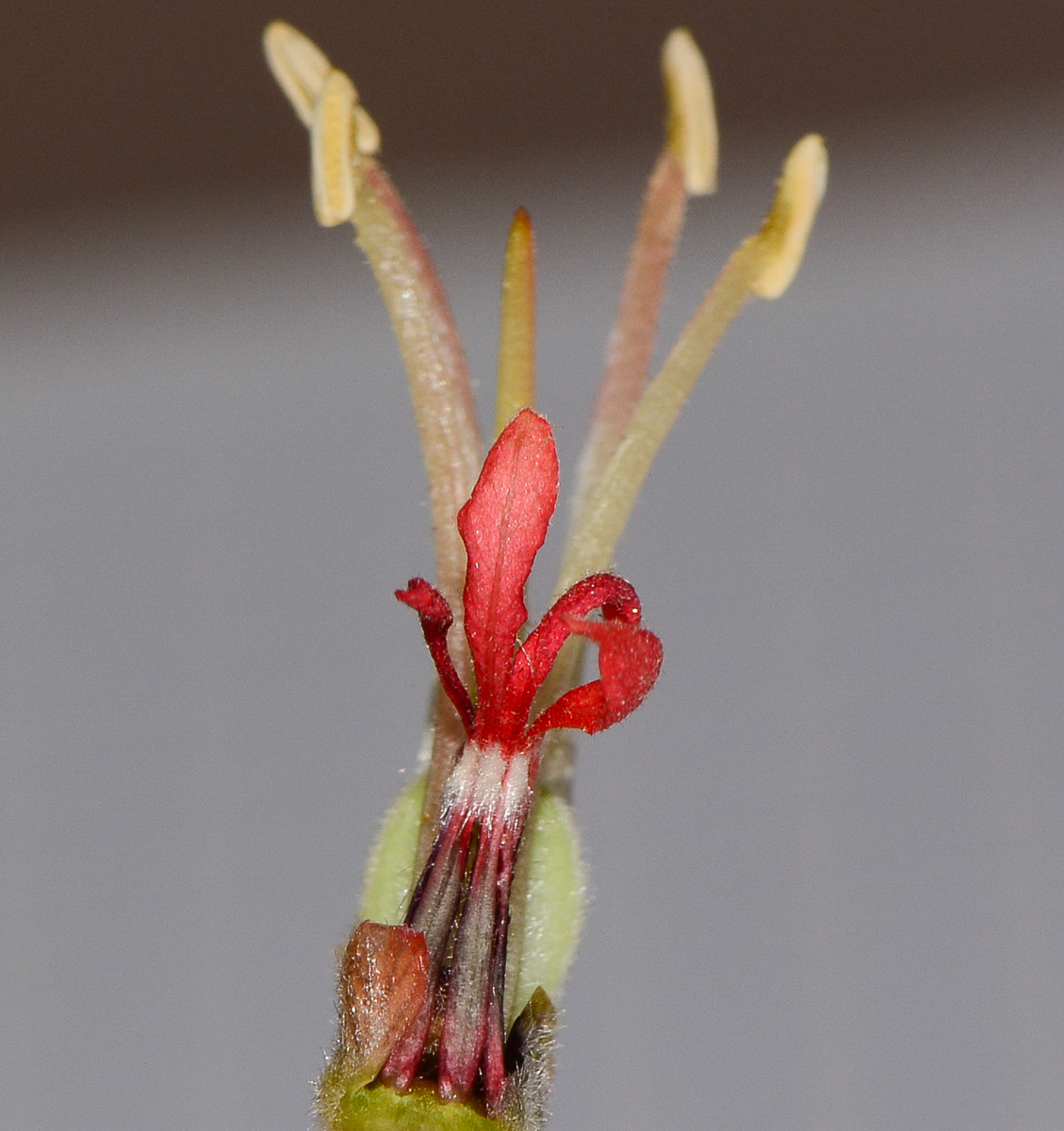 Image of Melianthus comosus specimen.