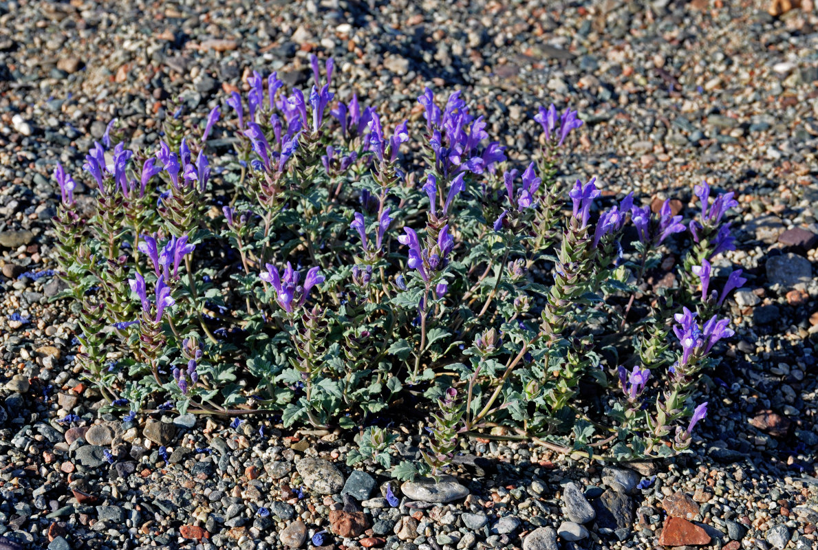 Image of Scutellaria tuvensis specimen.