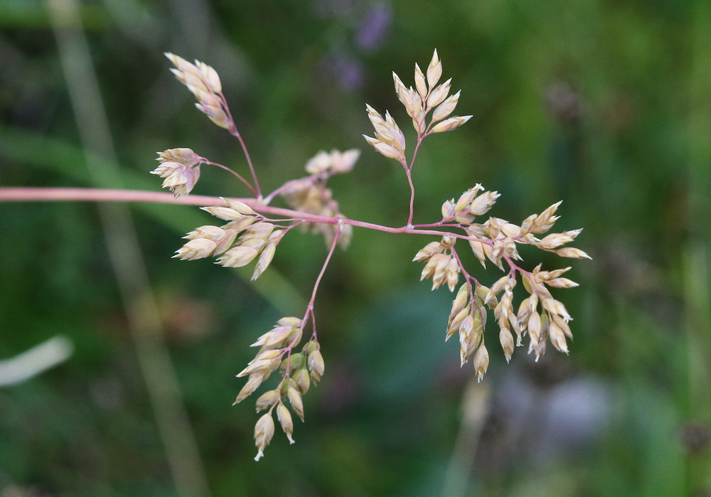 Image of genus Poa specimen.