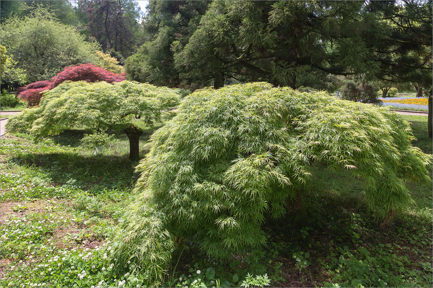 Image of Acer palmatum specimen.