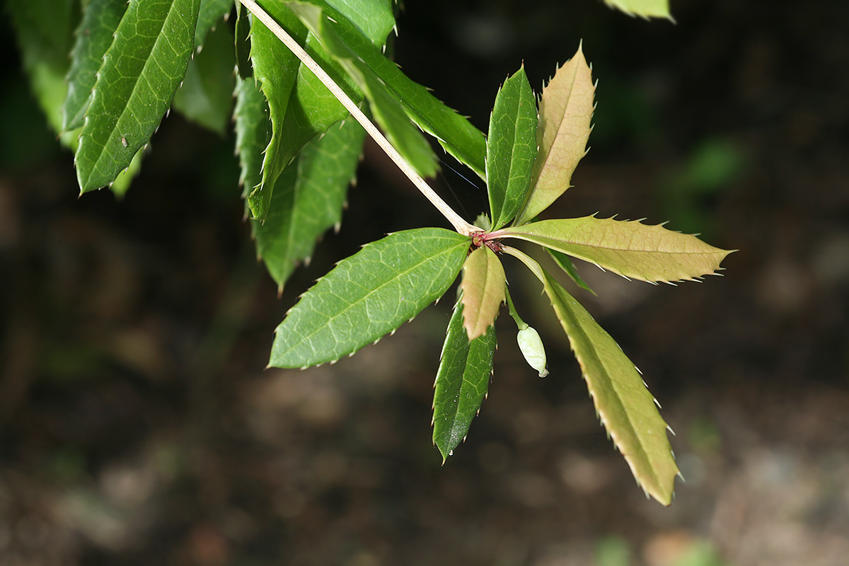 Image of Berberis julianae specimen.