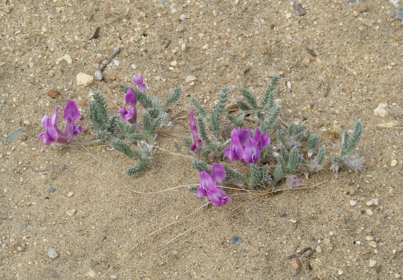 Image of Oxytropis lanata specimen.