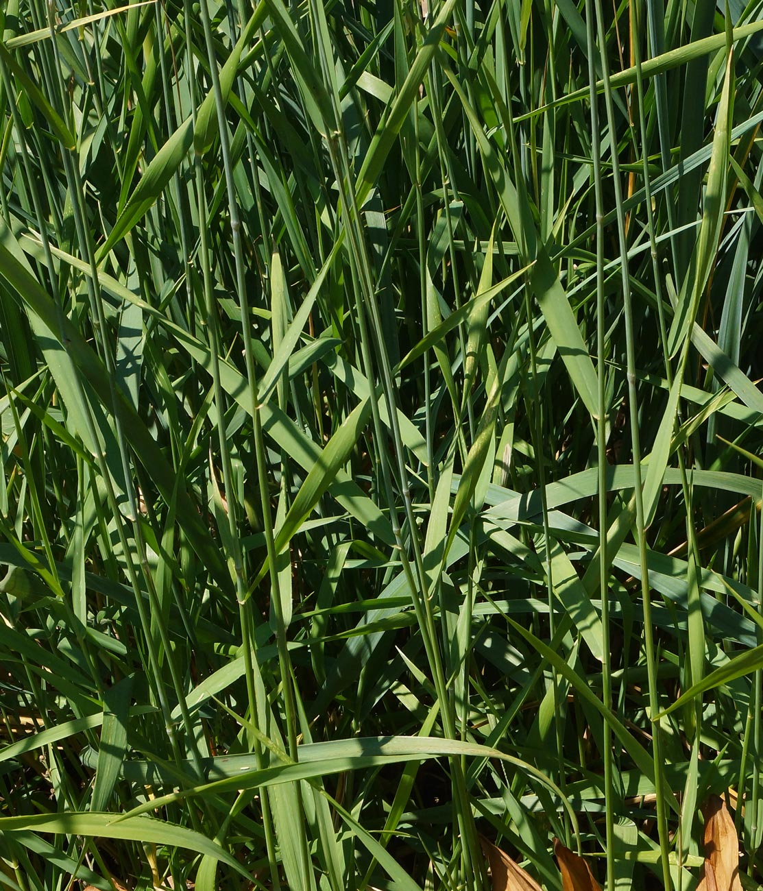 Image of genus Leymus specimen.