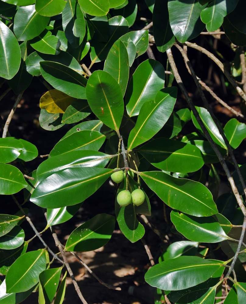 Image of Calophyllum inophyllum specimen.