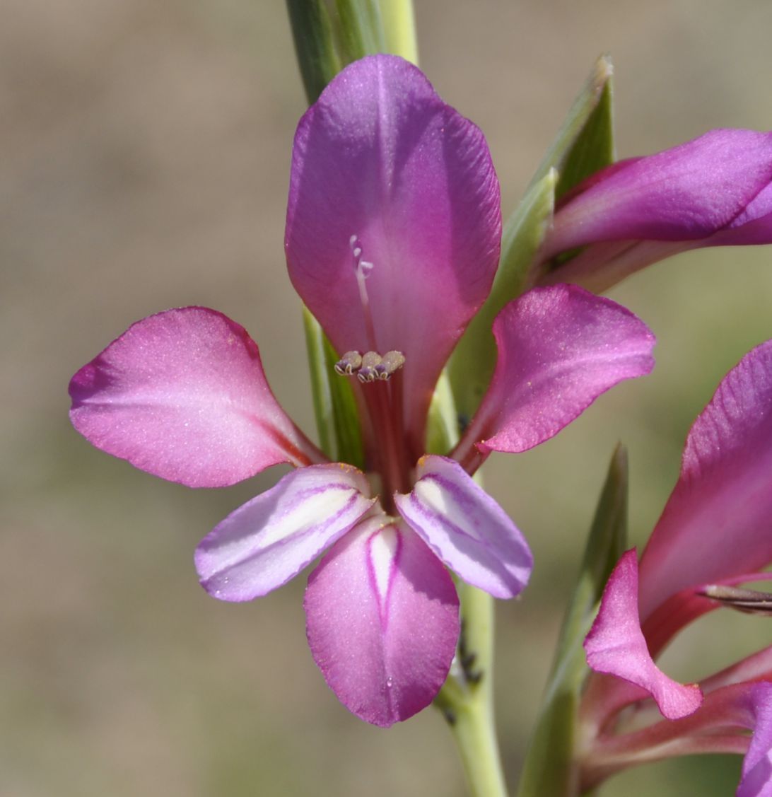 Изображение особи Gladiolus illyricus.