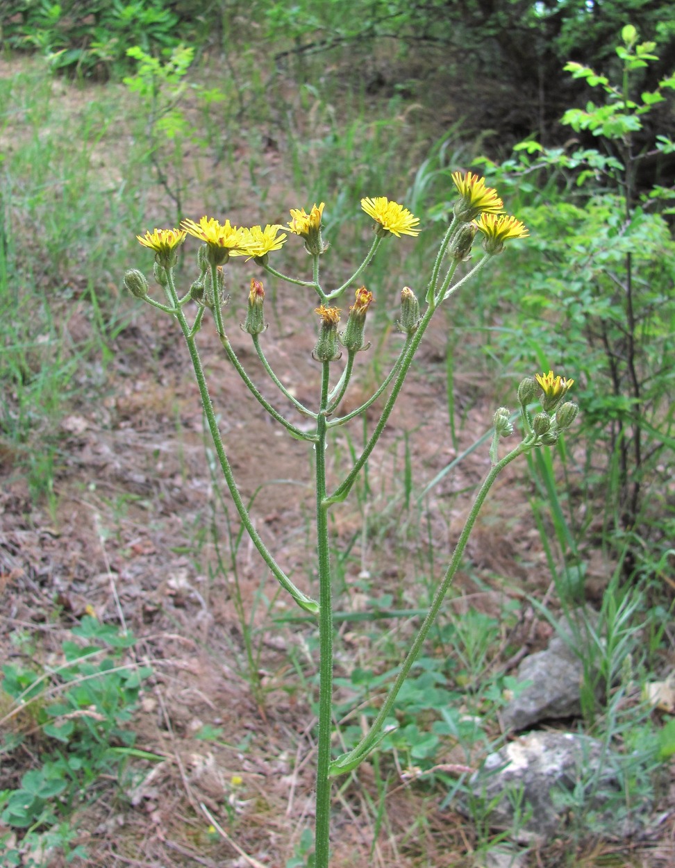 Изображение особи Crepis marschallii.