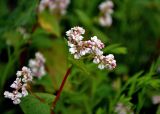 Fagopyrum esculentum. Верхушка побега с соцветиями. Тульская обл., Алексинский р-н, долина р. Вашана, на залежи. 12.06.2018.