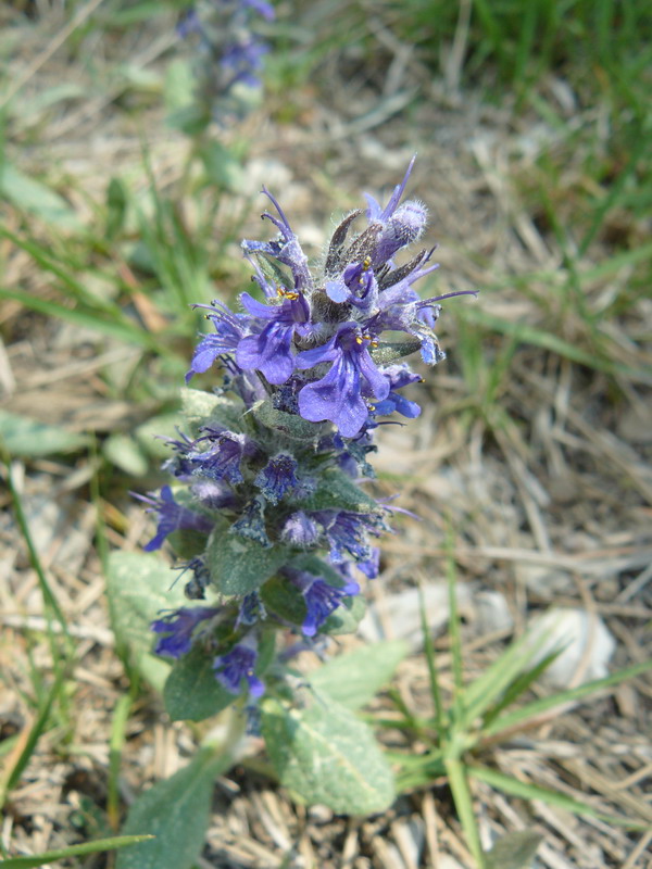 Image of Ajuga genevensis specimen.