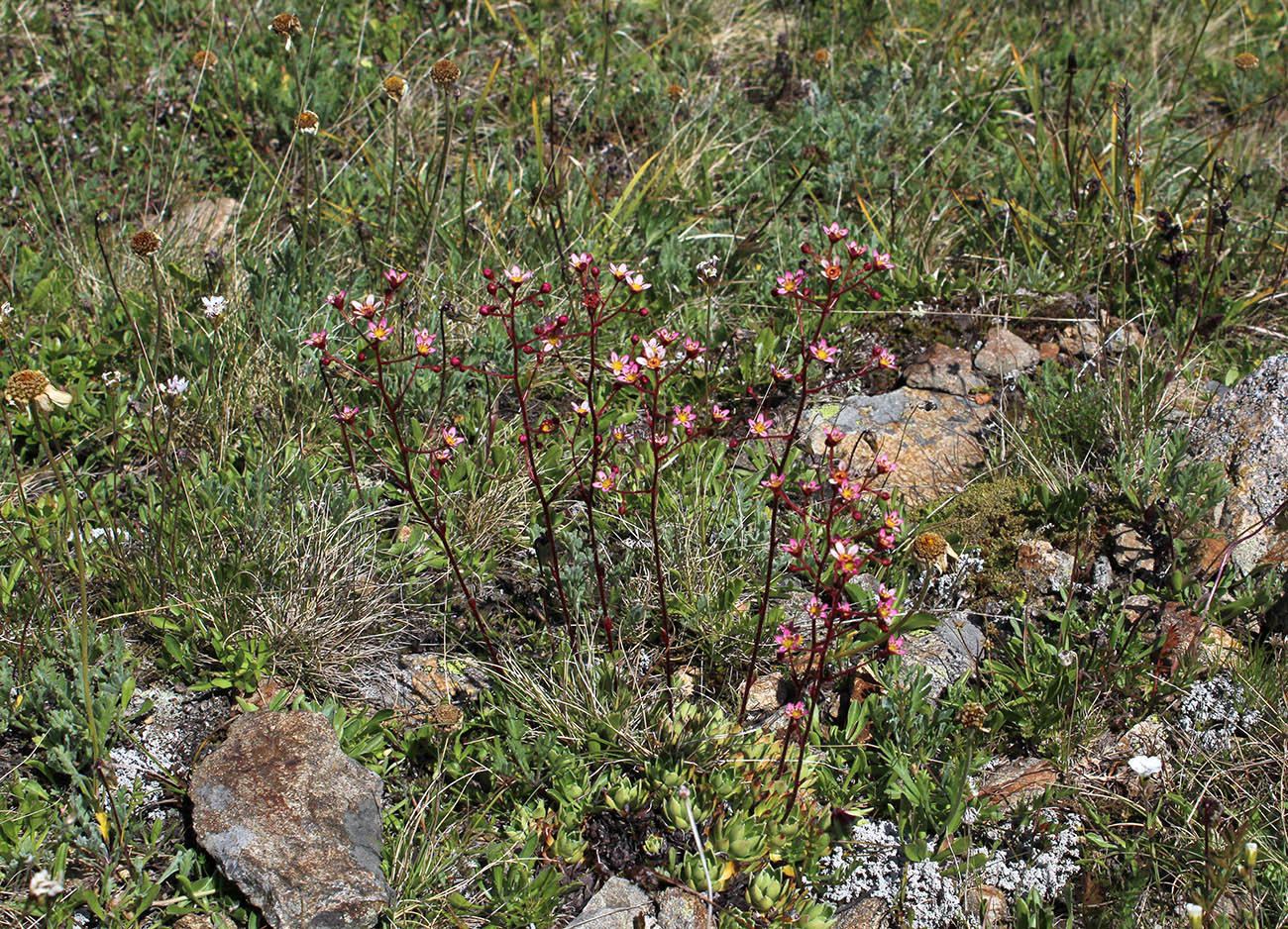 Image of Saxifraga kolenatiana specimen.