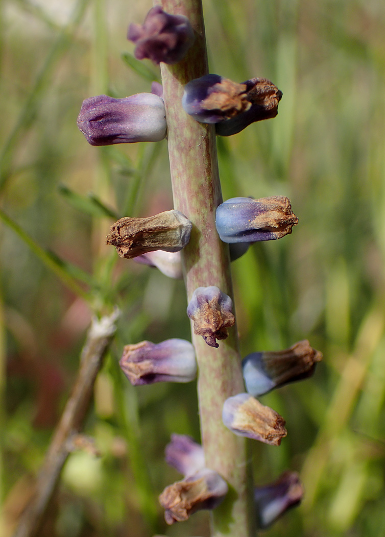 Image of Leopoldia cycladica ssp. subsessilis specimen.