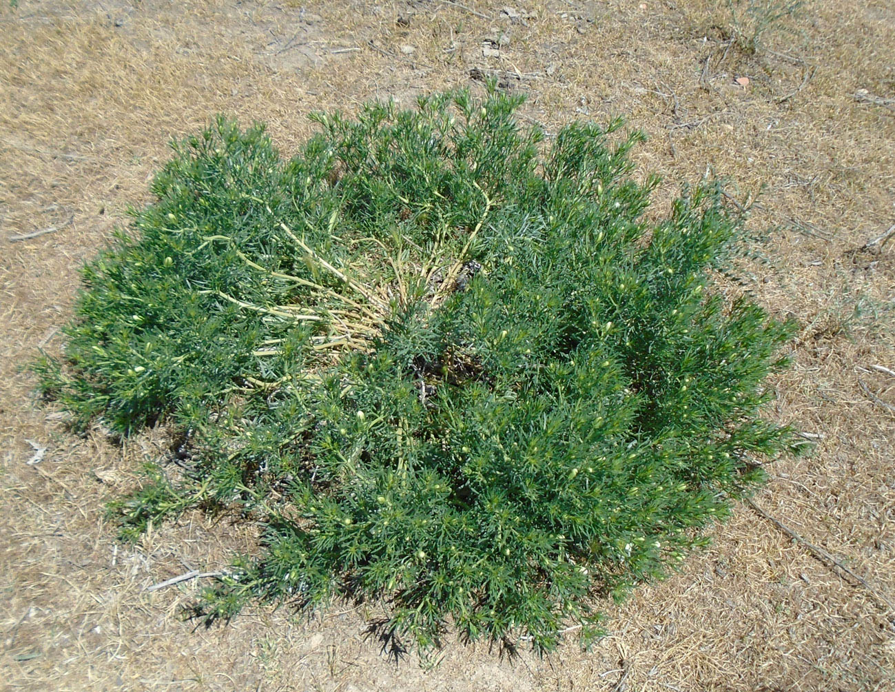 Image of Peganum harmala specimen.