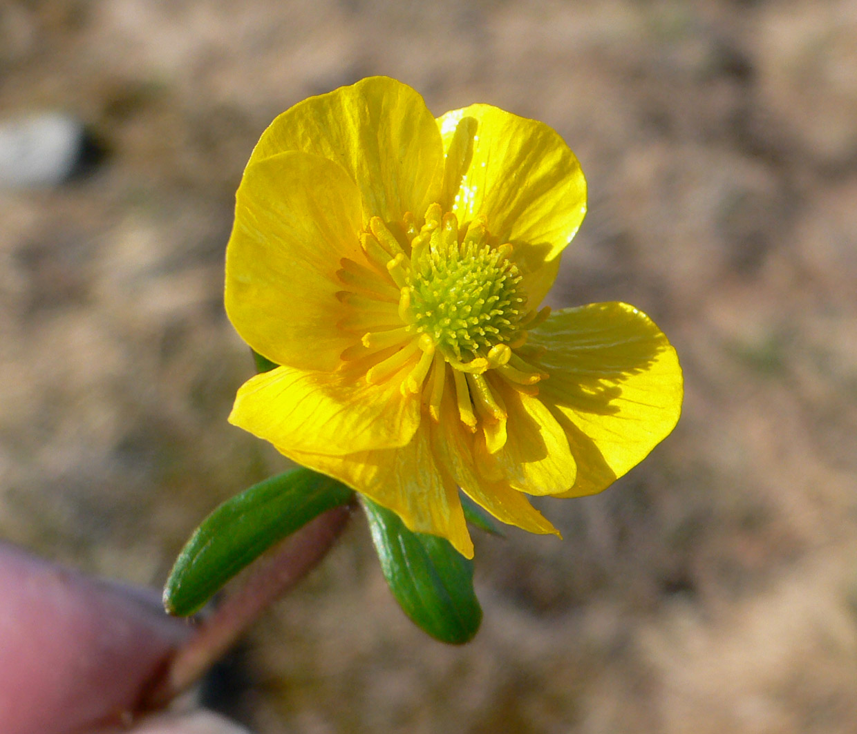 Image of Ranunculus nivalis specimen.