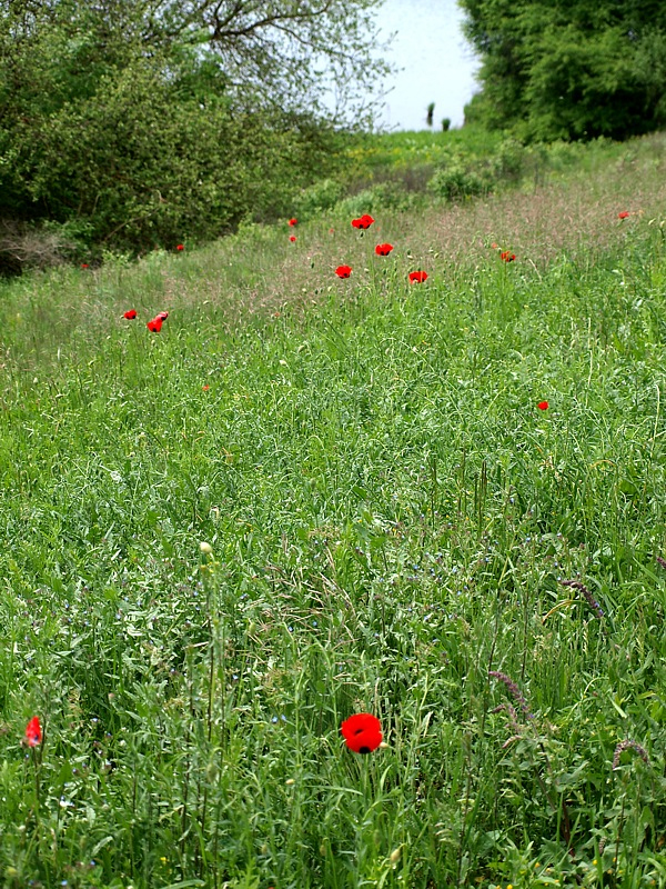 Image of Papaver commutatum specimen.