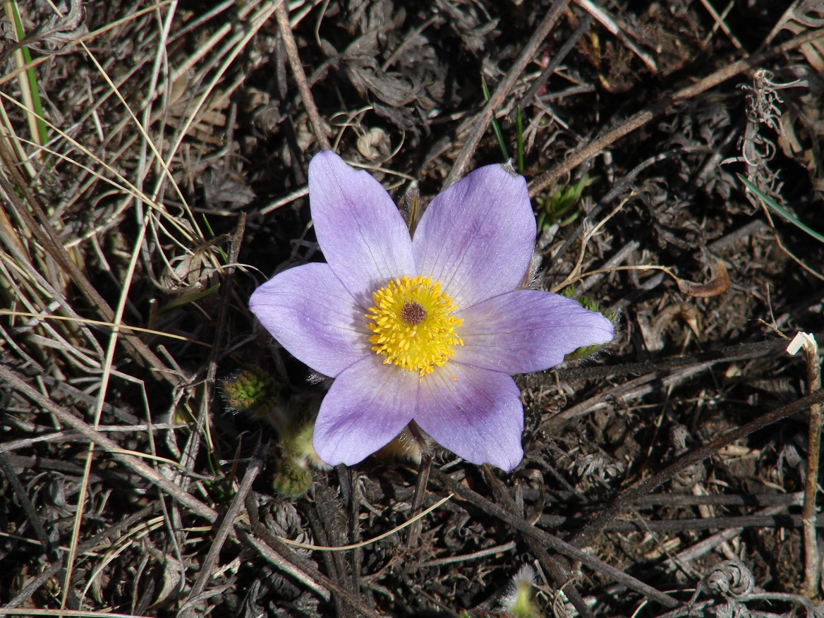 Image of Pulsatilla turczaninovii specimen.