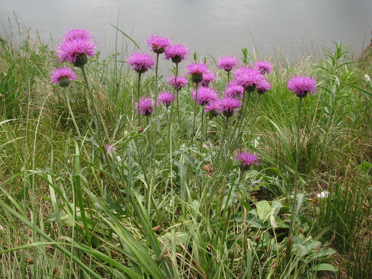 Image of Klasea marginata specimen.