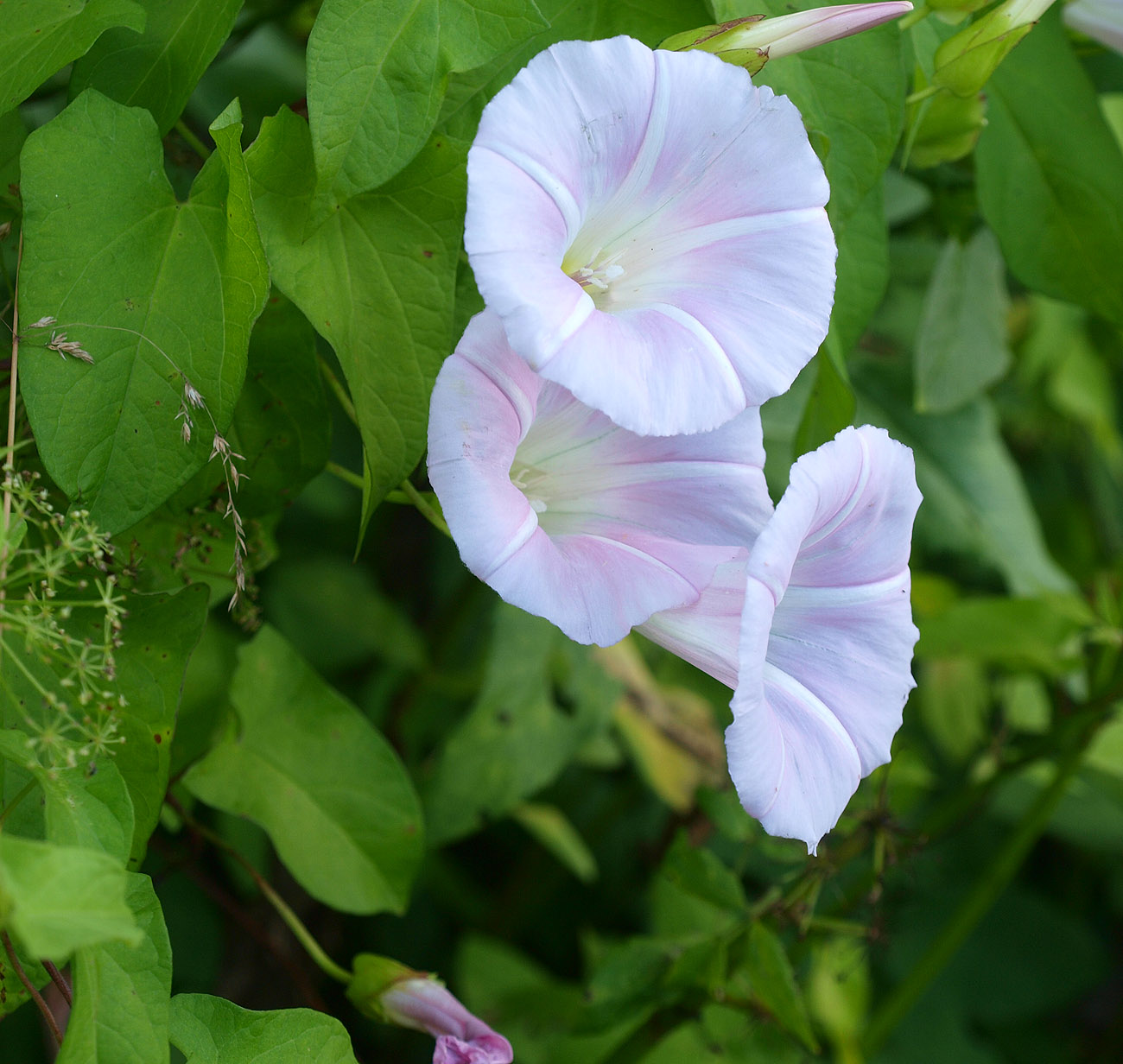 Image of Calystegia sepium specimen.