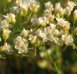 Eremogone longifolia