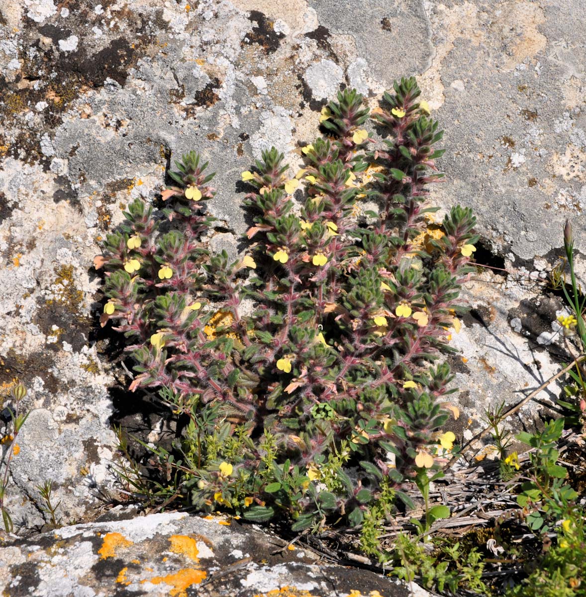 Image of Ajuga chamaepitys ssp. cypria specimen.