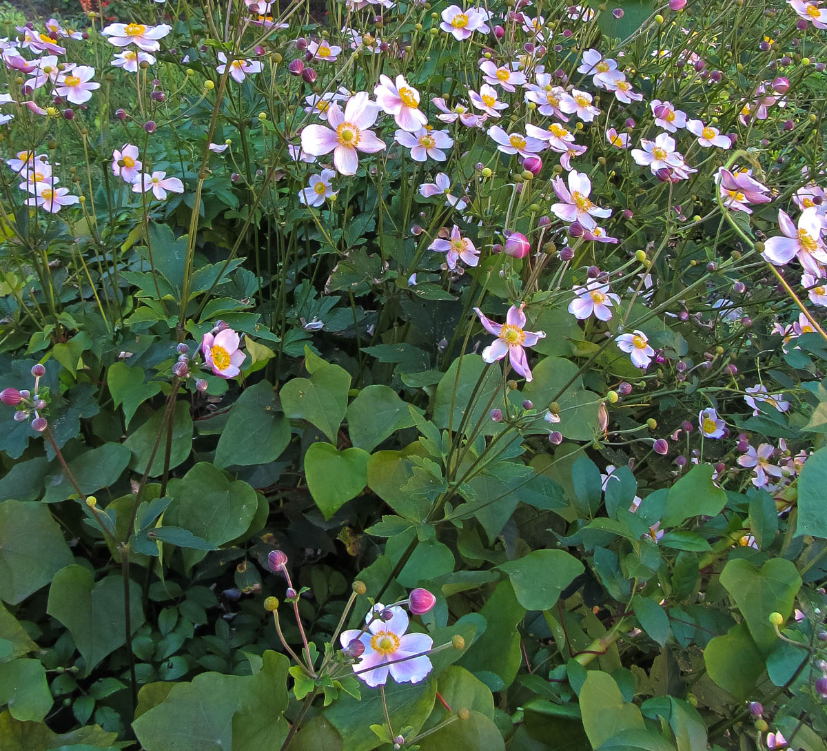 Изображение особи Anemone hupehensis.