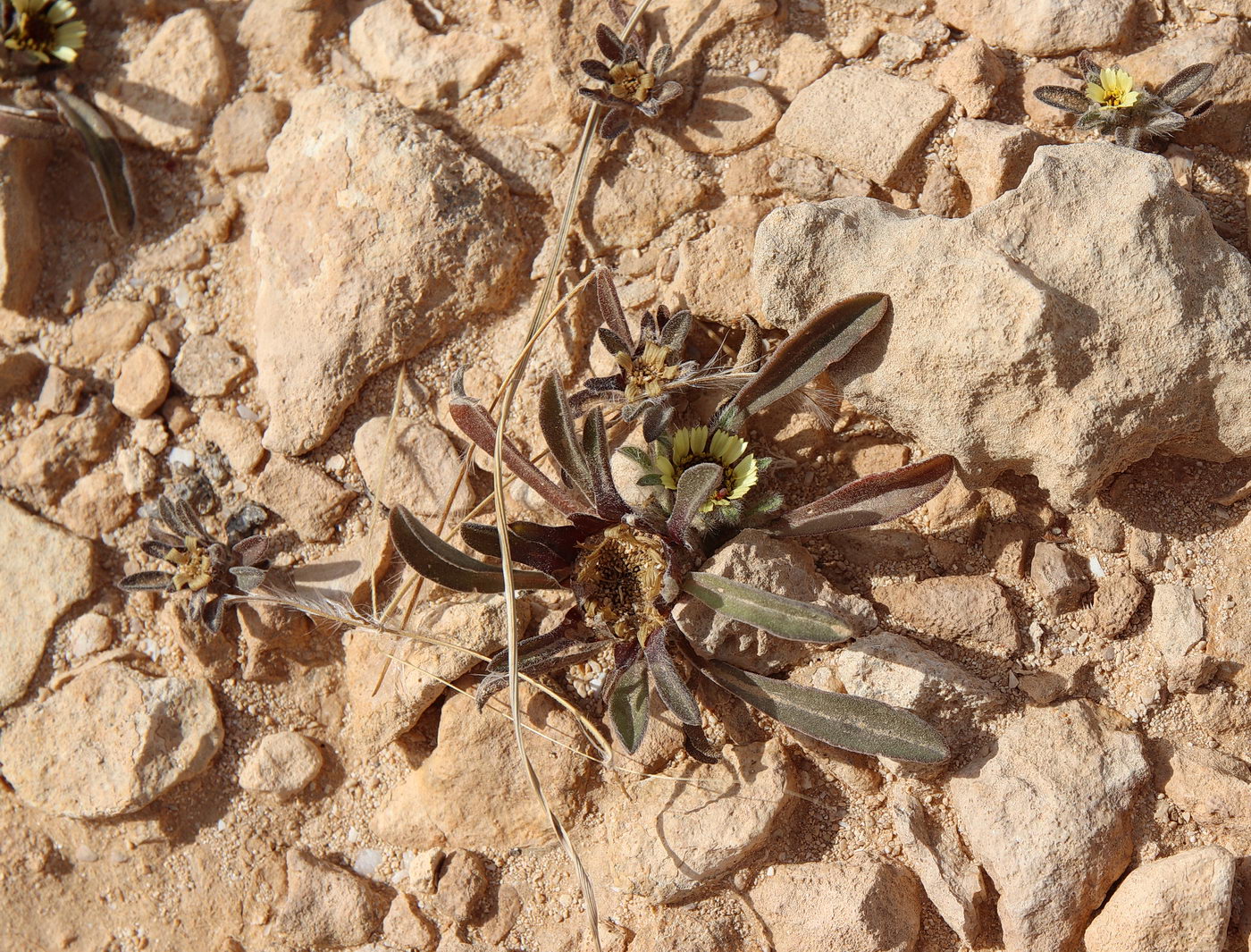 Image of Asteriscus hierochunticus specimen.