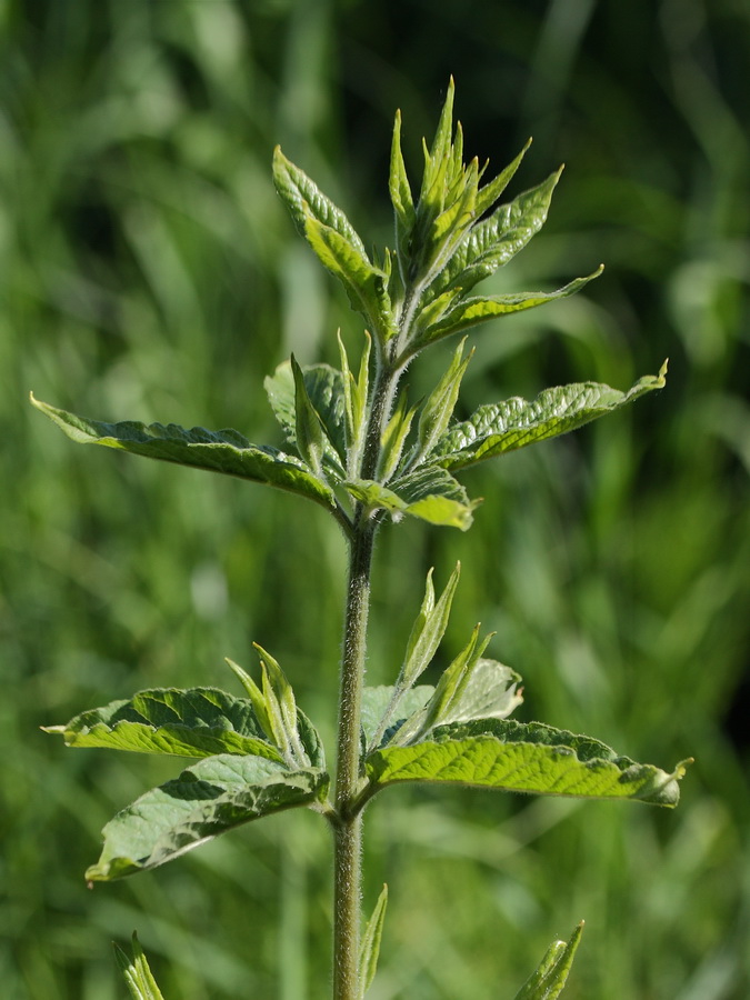 Image of Lysimachia vulgaris specimen.