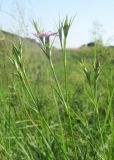 Dianthus eugeniae. Верхушка побега с соцветиями. Украина, г. Луганск, балка Калмыцкий яр, основание склона северо-западной эксп., луговая степь. 22.06.2019.