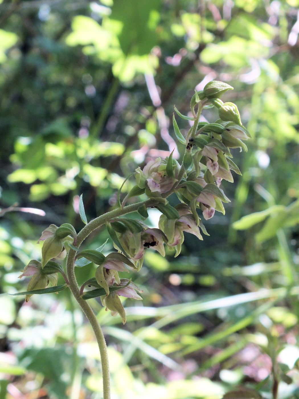 Image of Epipactis helleborine specimen.